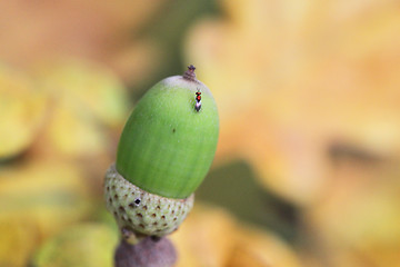 Image showing Green acorn on a background of yellow leaves