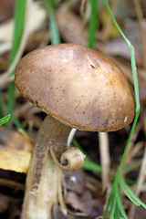 Image showing Boletus mushroom in the forest