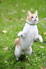 Image showing Beautiful white - cat playing in the green grass