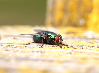 Image showing Green fly with big red eyes
