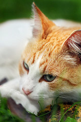 Image showing Beautiful white - red cat dreams of green grass