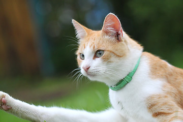Image showing Beautiful white - red cat