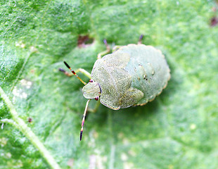 Image showing Green bug sitting on a green leaf