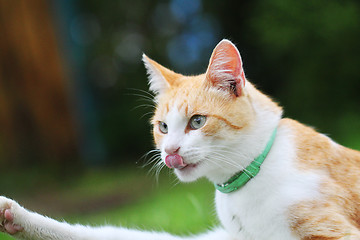 Image showing Beautiful white - red cat