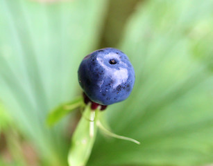 Image showing Big blue poisonous wolf berry