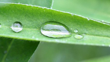 Image showing Oval Transparent drop of water on a green leaf