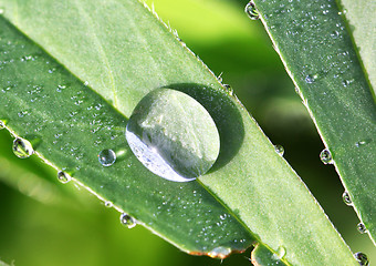 Image showing The round transparent drop of water