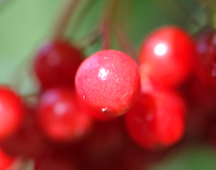 Image showing Red berries of Viburnum on a red background