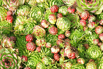 Image showing Plants on the alpine hill