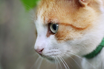 Image showing Portrait of beautiful red-haired white cat