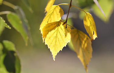 Image showing Yellow birch leaves on a green background