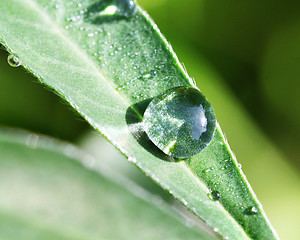 Image showing The round transparent drop of water