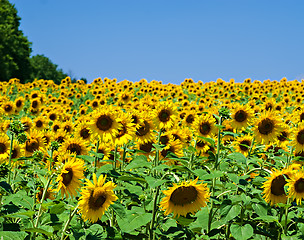 Image showing Sunflower Field