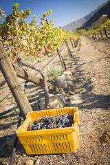 Image showing Wine Grapes In Harvest Bins One Fall Morning