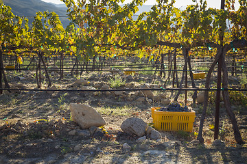 Image showing Wine Grapes In Harvest Bins One Fall Morning