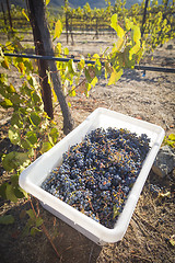 Image showing Wine Grapes In Harvest Bins One Fall Morning