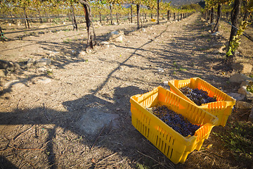 Image showing Wine Grapes In Harvest Bins One Fall Morning