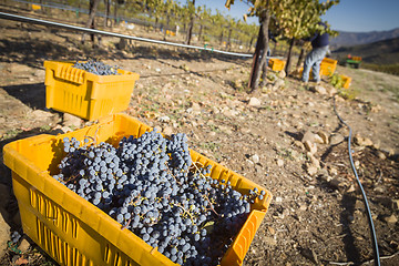 Image showing Workers Harvest Ripe Red Wine Grapes Into Bins