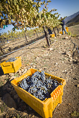 Image showing Workers Harvest Ripe Red Wine Grapes Into Bins