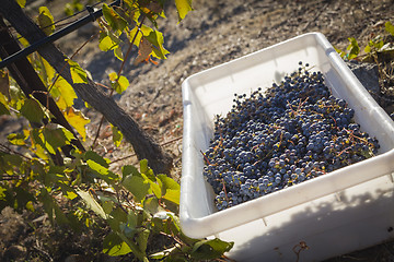 Image showing Wine Grapes In Harvest Bins One Fall Morning