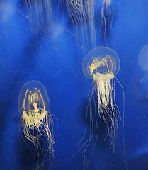 Image showing Swimming Jellyfish