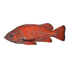 Image showing Vermilion Rockfish