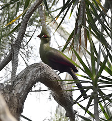 Image showing Guinea Turaco