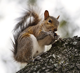 Image showing American Grey Squirrel