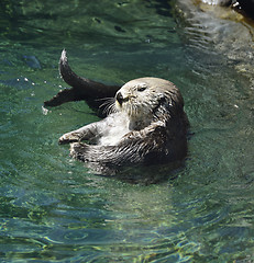 Image showing Wild Sea Otter