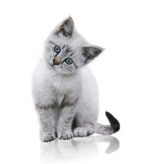 Image showing White And Brown Kitten