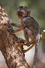Image showing baby velvet monkey