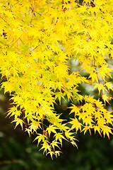 Image showing Maple tree in autumn