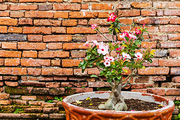 Image showing Pink flower against the ancient brick wall