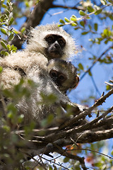 Image showing velvet monkey and baby