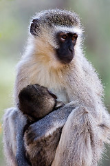 Image showing velvet monkey and baby