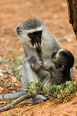 Image showing velvet monkey and baby