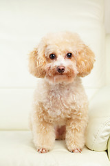 Image showing Dog poodle