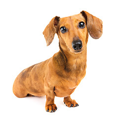 Image showing Dachshund Dog isolated over white background