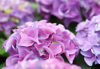 Image showing Purple hydrangea flower