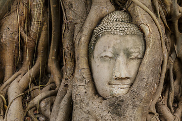 Image showing Buddha head in banyan tree