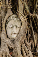 Image showing Buddha head in banyan tree