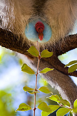 Image showing Special African Easter eggs