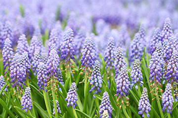 Image showing Purple muscari botryoides