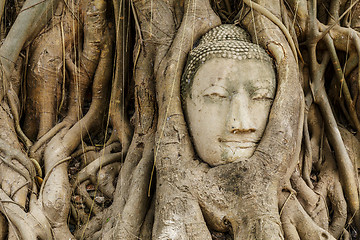 Image showing Buddha head in old tree