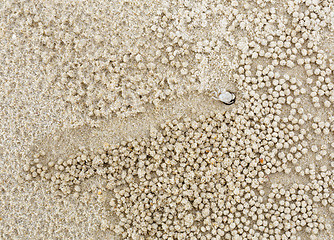 Image showing Small white crab moving sand balls