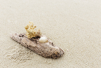 Image showing Driftwood and coral on beach