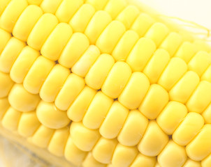 Image showing Fresh corn close up