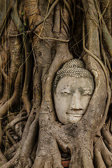 Image showing Buddha head in old tree