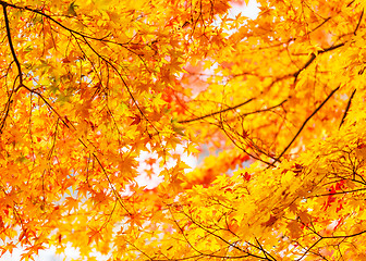 Image showing Autumn maple leaves background