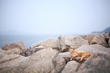 Image showing Street cat on the rock